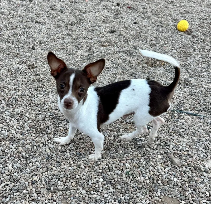 Bradley Jr thumbnail 3