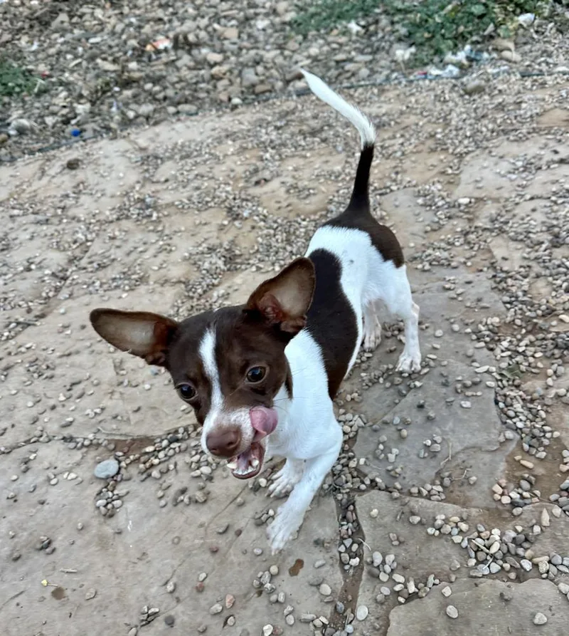 Bradley Jr thumbnail 4