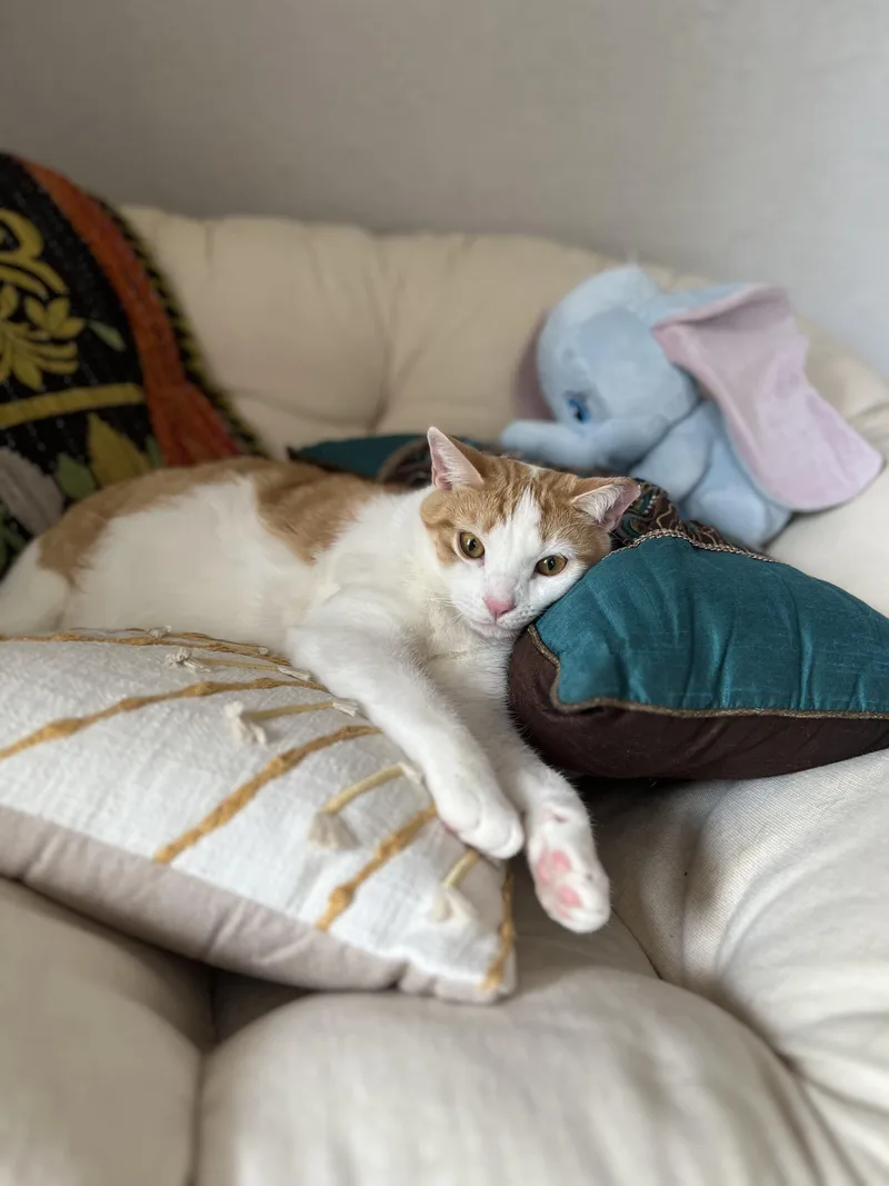 A young medium-sized male Domestic Short Hair cat named Ham & Chicken for adoption in Tampa, FL