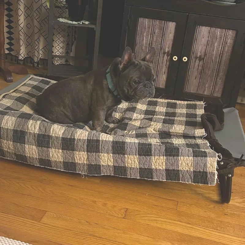 An adult small-sized male French Bulldog dog named Kane for adoption in Huber Heights, OH