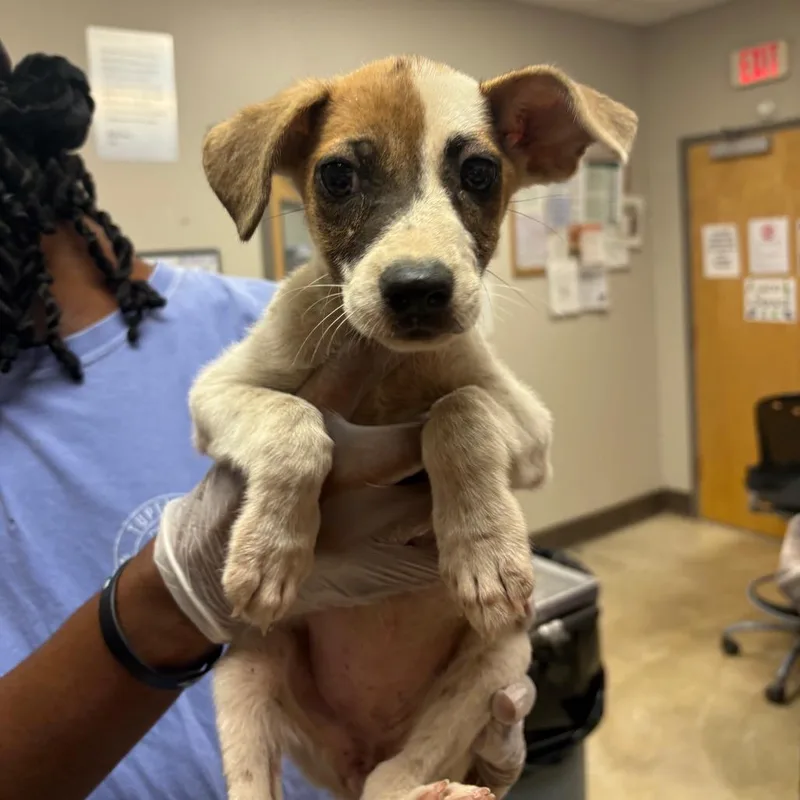 A baby small-sized female White / Cream Labrador Retriever dog named Chantel  U for adoption in Tupelo, MS