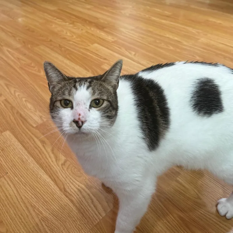 An adult large-sized female Brown / Chocolate Domestic Short Hair cat named Poppy for adoption in Los Angeles, CA