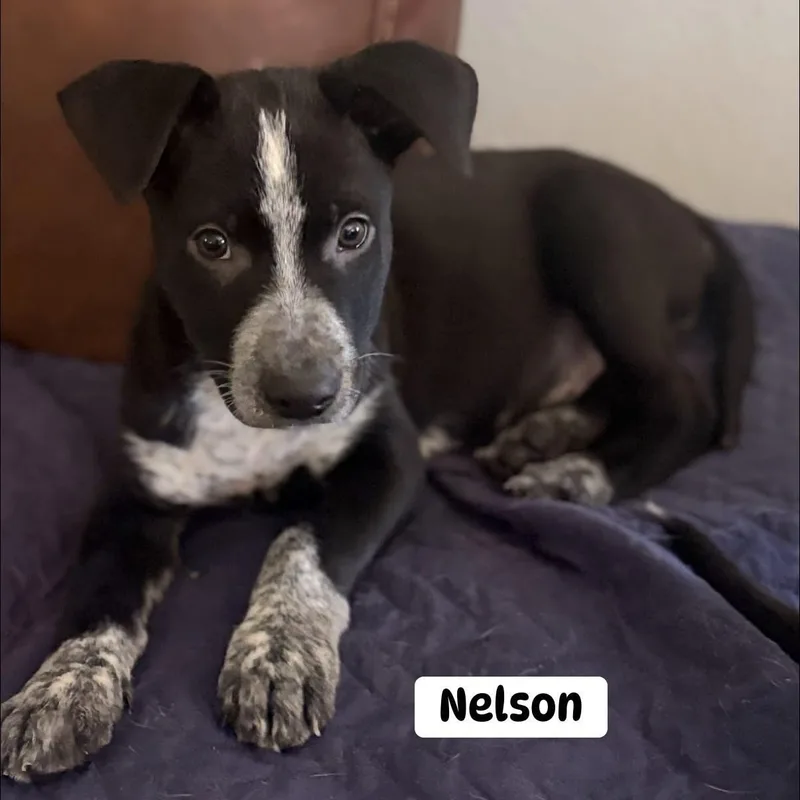 A baby medium-sized male Australian Cattle Dog / Blue Heeler dog named Nelson for adoption in Brewton, AL