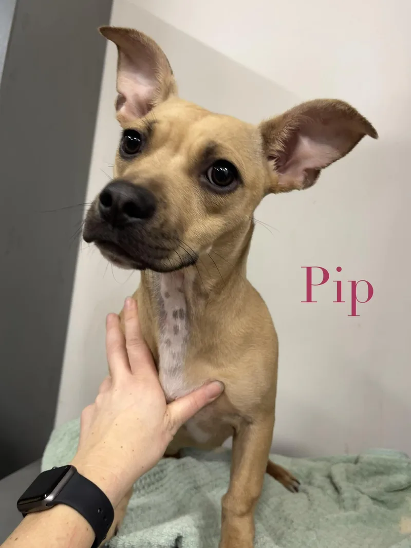 Pip