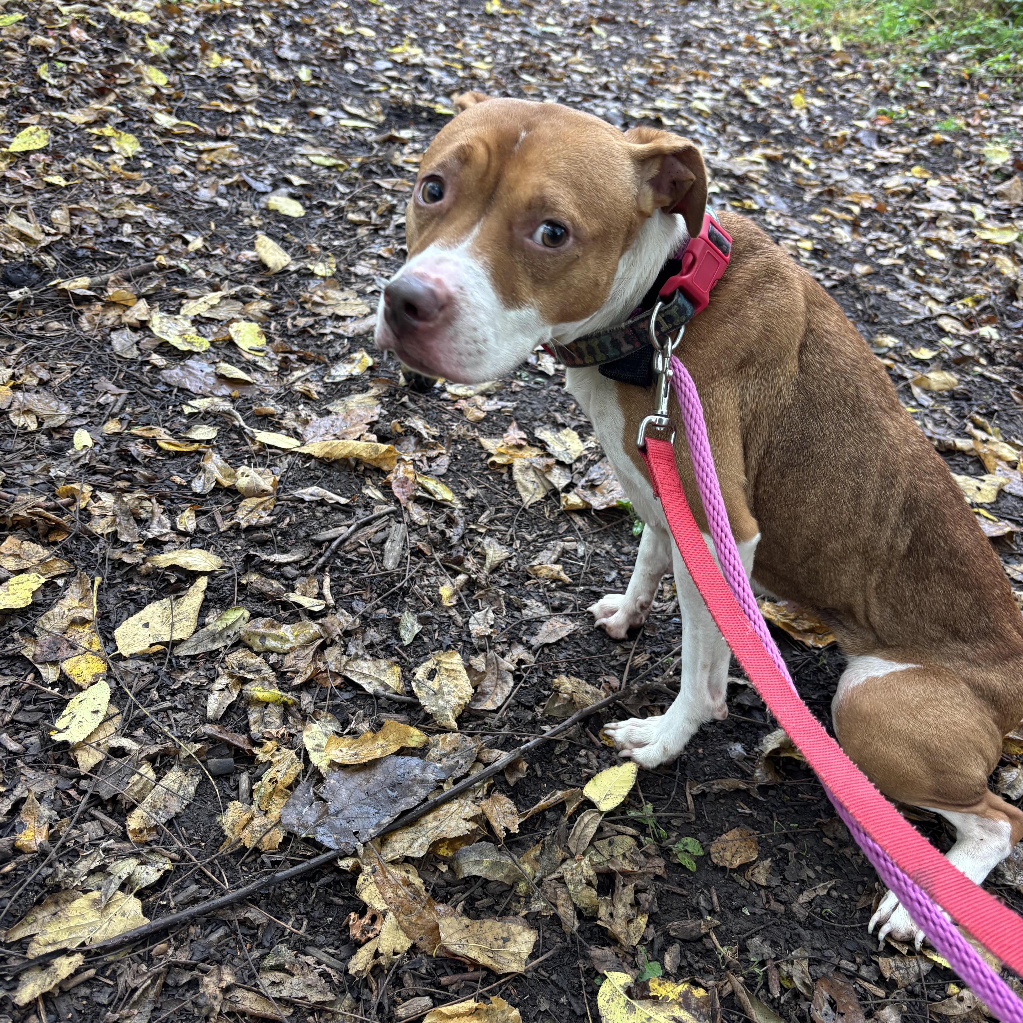 A young medium-sized female Pit Bull Terrier dog named Lucy for adoption in Phoenixville, PA