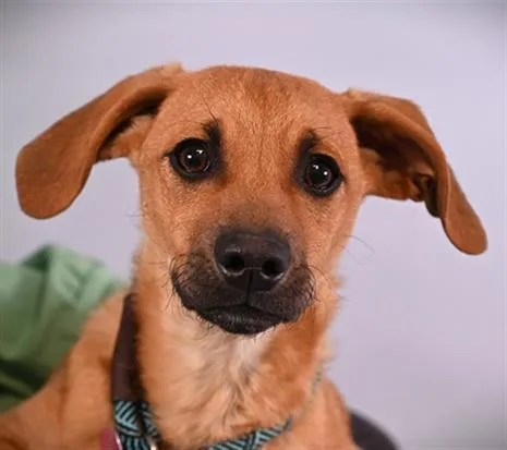 A baby small-sized male Beagle dog named Cooper for adoption in Loveland, CO