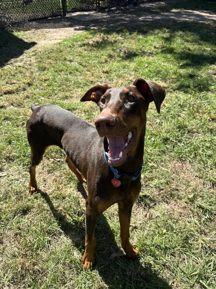 A baby large-sized male Doberman Pinscher dog named Duckie for adoption in Richmond, TX