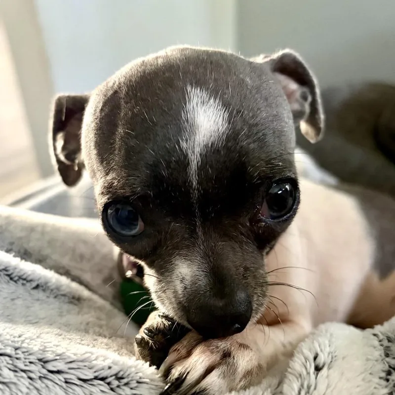 A senior small-sized female Chihuahua dog named Pearl for adoption in Jacksonville, FL