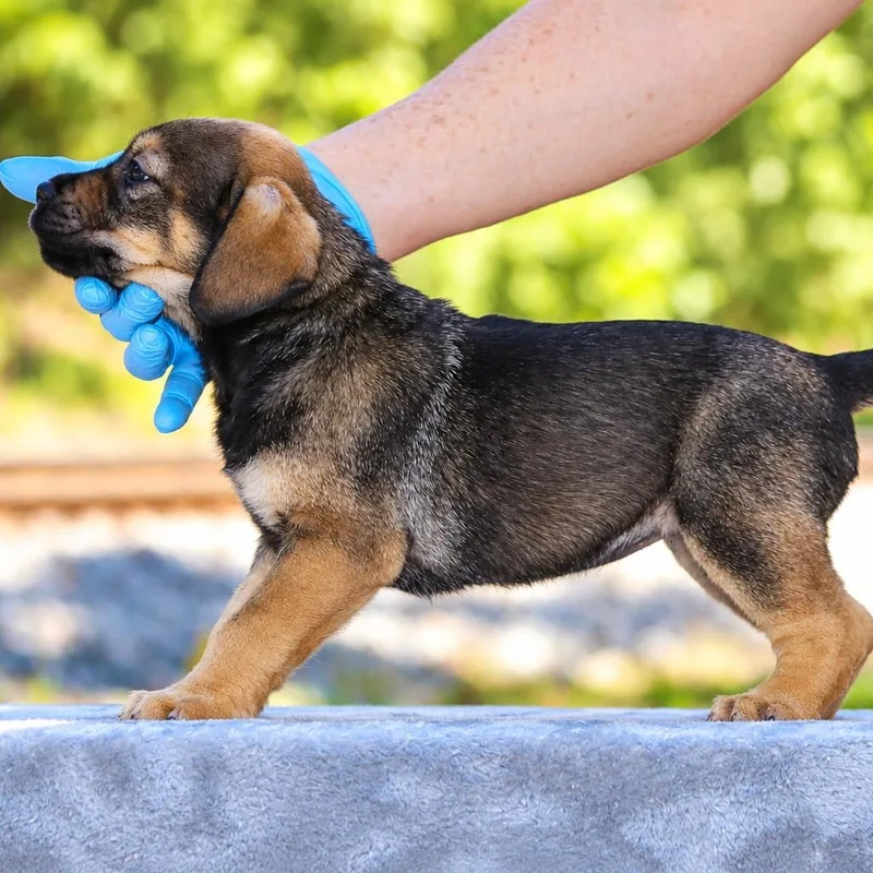 A baby medium-sized female Schnauzer dog named Effie for adoption in Lucedale, MS