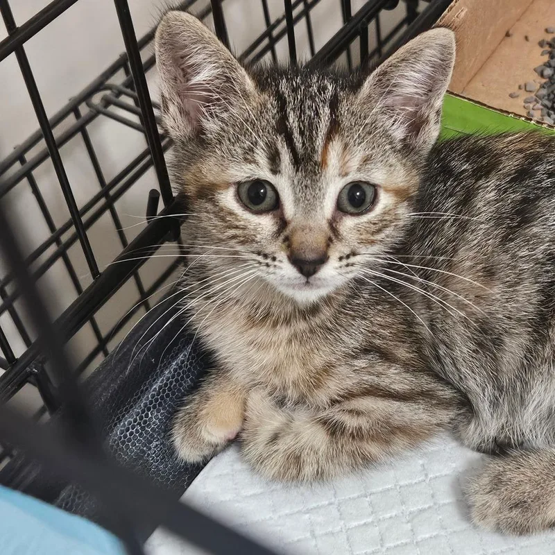 A baby small-sized female Gray / Blue / Silver Domestic Short Hair cat named Gwen for adoption in Hattiesburg, MS