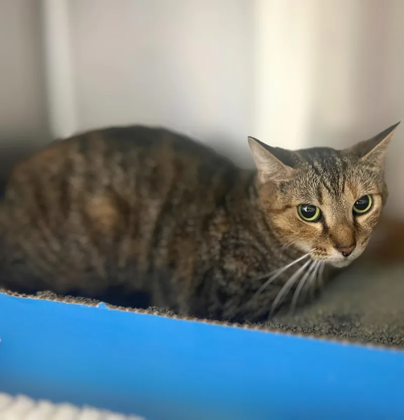An adult medium-sized female Calico Domestic Short Hair cat named Elsa for adoption in Seville, OH