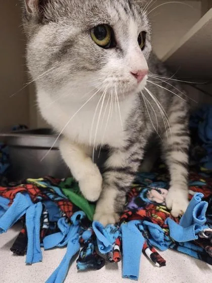 An adult large-sized male Domestic Short Hair cat named Barcode for adoption in Columbus, IN