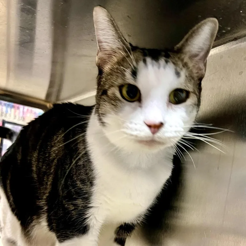 An adult small-sized male Gray / Blue / Silver Domestic Short Hair cat named Morty for adoption in Houston, TX