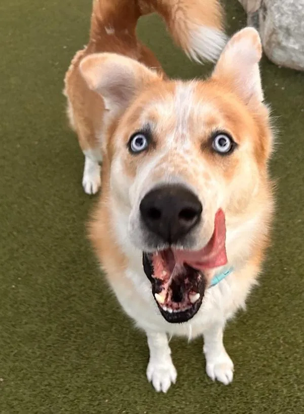 An adult extra large-sized male Great Pyrenees dog named Jefferson for adoption in Austin, TX
