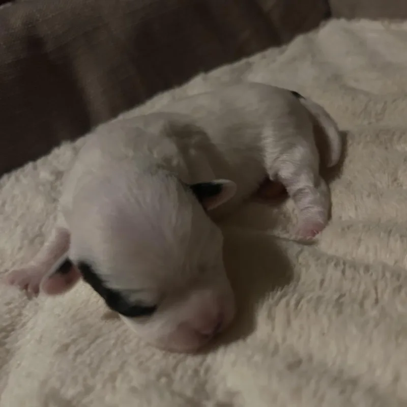 A baby small-sized female Chihuahua dog named Mia for adoption in Ferndale, WA