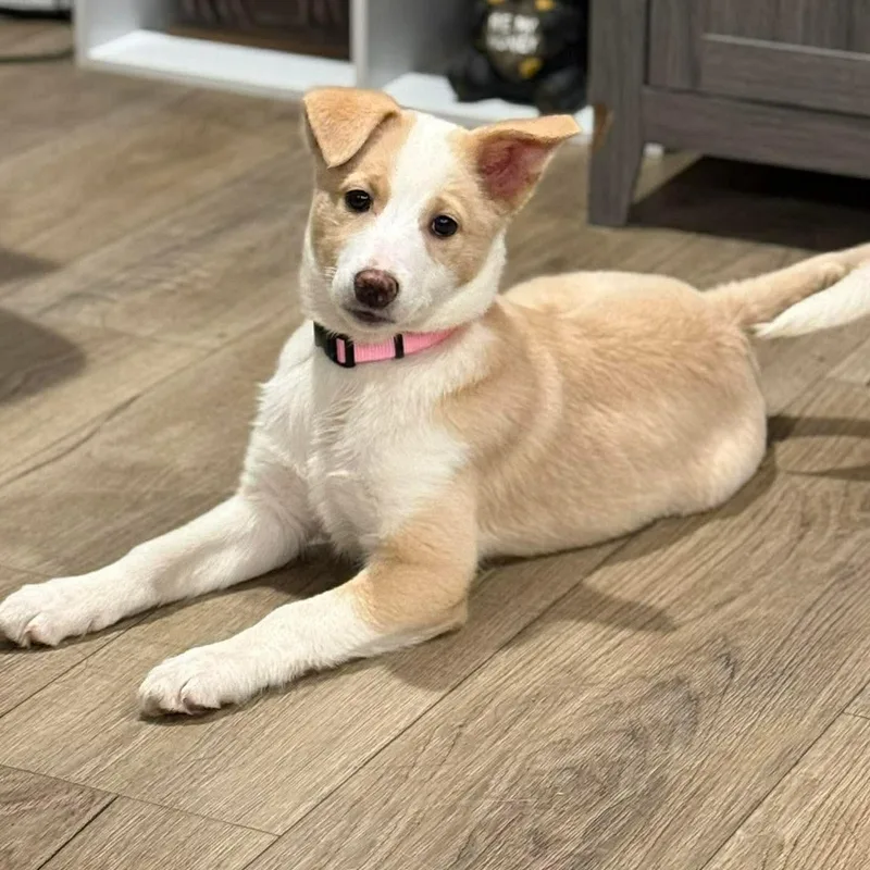 Snickers thumbnail 2