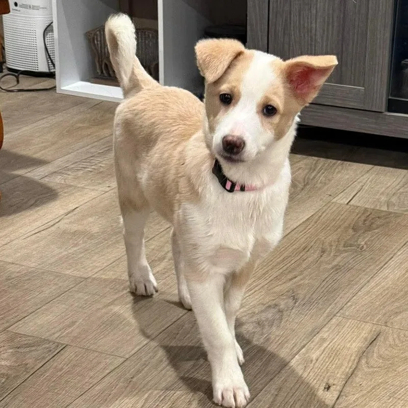 Snickers thumbnail 3