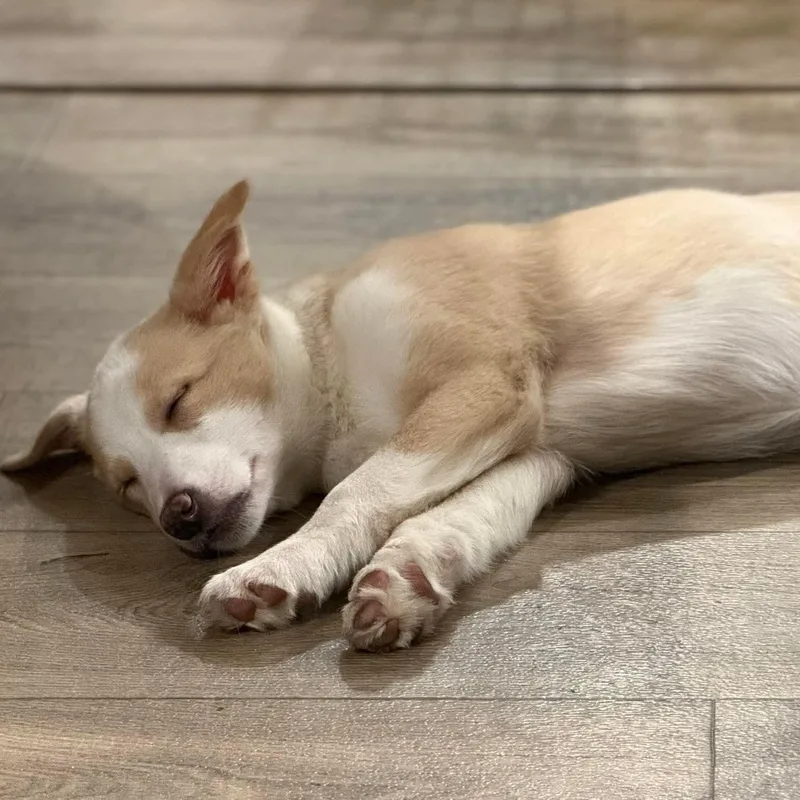 Snickers thumbnail 4