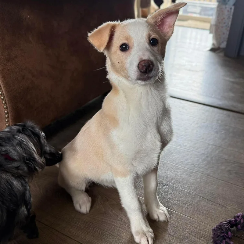 Snickers thumbnail 5