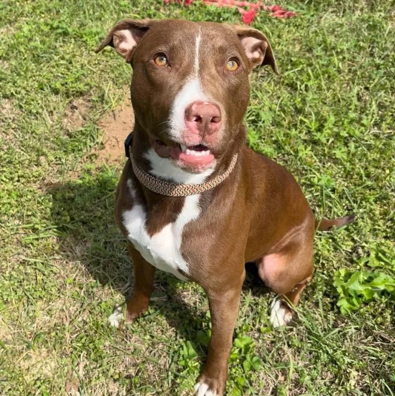 An adult large-sized female Labrador Retriever dog named Isabella for adoption in Grand Bay, AL