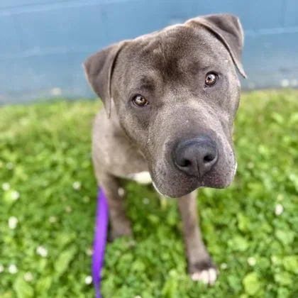 An adult large-sized male Mixed Breed dog named Mochi for adoption in Merriam, KS