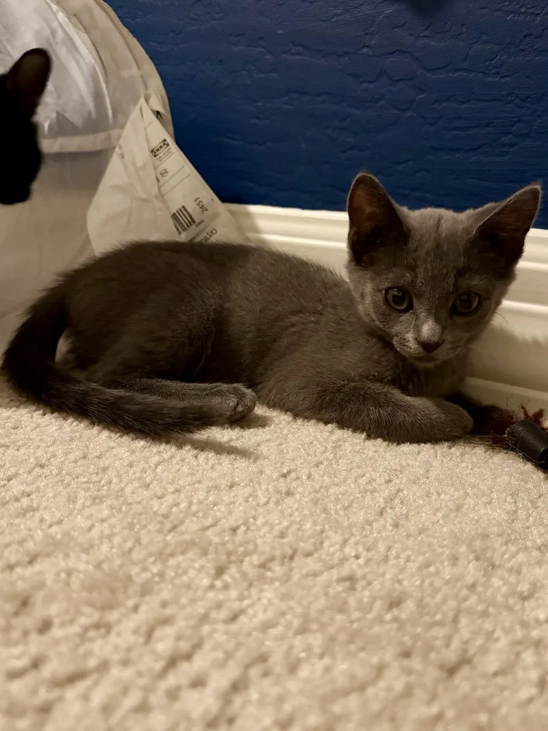 A baby medium-sized female Gray / Blue / Silver Domestic Short Hair cat named Bubbles Cattington for adoption in Chandler, AZ
