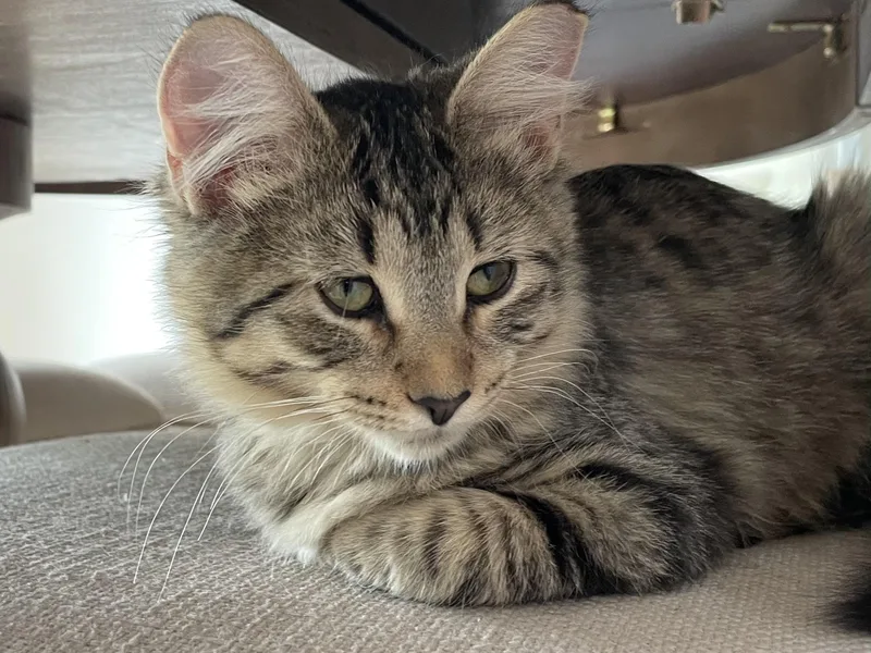 A young medium-sized female Tabby (Brown / Chocolate) Domestic Long Hair cat named Sunshine for adoption in Grayslake, IL