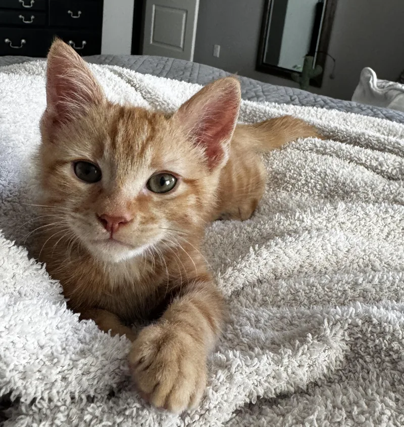 A baby small-sized male Domestic Short Hair cat named Gizmo for adoption in queen creek, AZ
