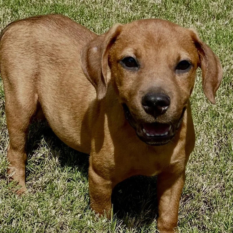 A baby medium-sized male Red / Chestnut / Orange Vizsla dog named Moses for adoption in Cordova, TN