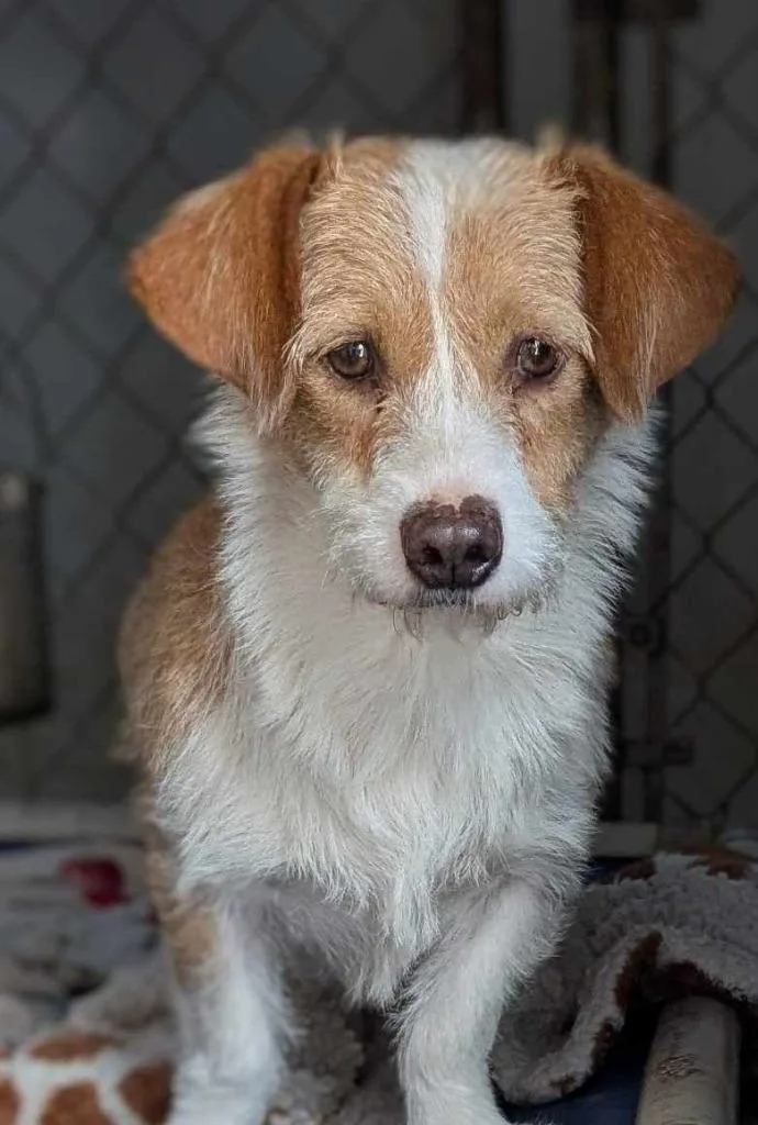 An adult small-sized female Border Terrier dog named Azalea for adoption in San Diego, CA