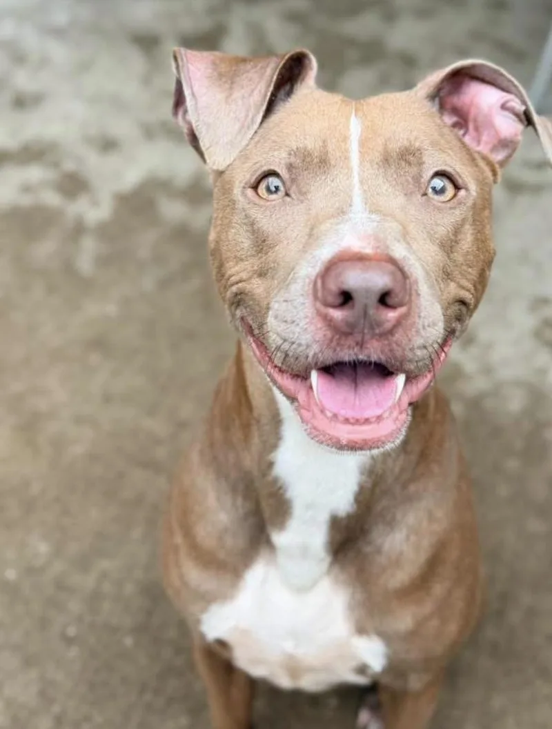 An adult medium-sized female Yellow / Tan / Blond / Fawn Pit Bull Terrier dog named Napa for adoption in Chicago, IL
