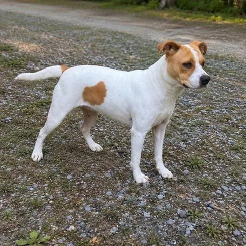 An adult medium-sized female Yellow / Tan / Blond / Fawn Terrier dog named Suki for adoption in Hagerstown, MD