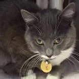 An adult small-sized female Gray & White Domestic Short Hair cat named Grey Goose for adoption in Lansing, MI