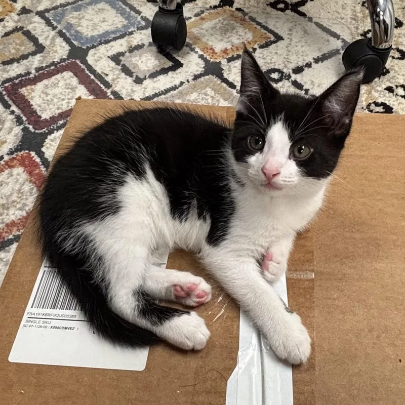 A baby medium-sized male Black & White / Tuxedo Domestic Short Hair cat named Theo for adoption in Queenstown, MD