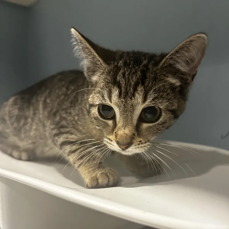 A baby small-sized female Buff / Tan / Fawn Domestic Short Hair cat named English Muffin for adoption in Chattanooga, TN