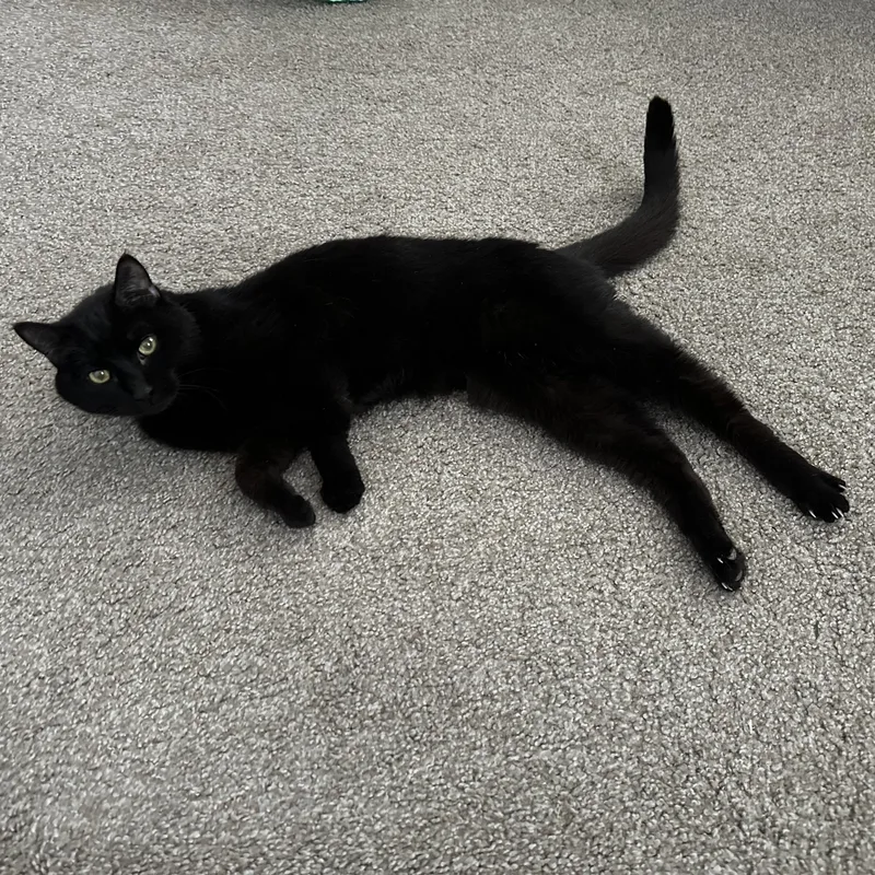 Buddy Courtesy Listed thumbnail 2