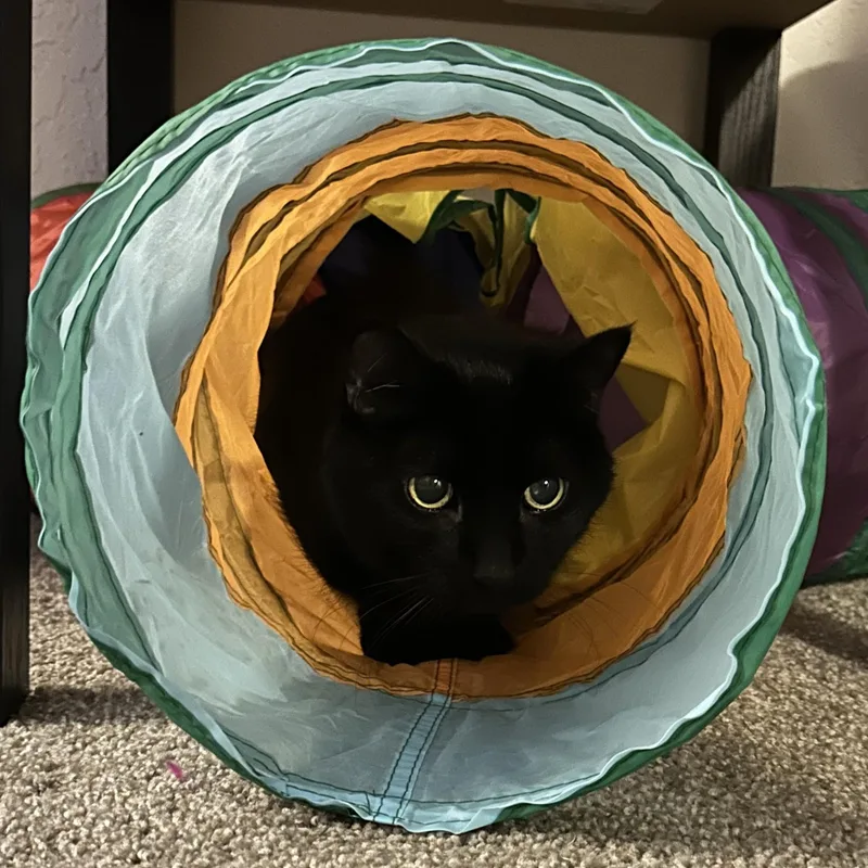 Buddy Courtesy Listed thumbnail 3