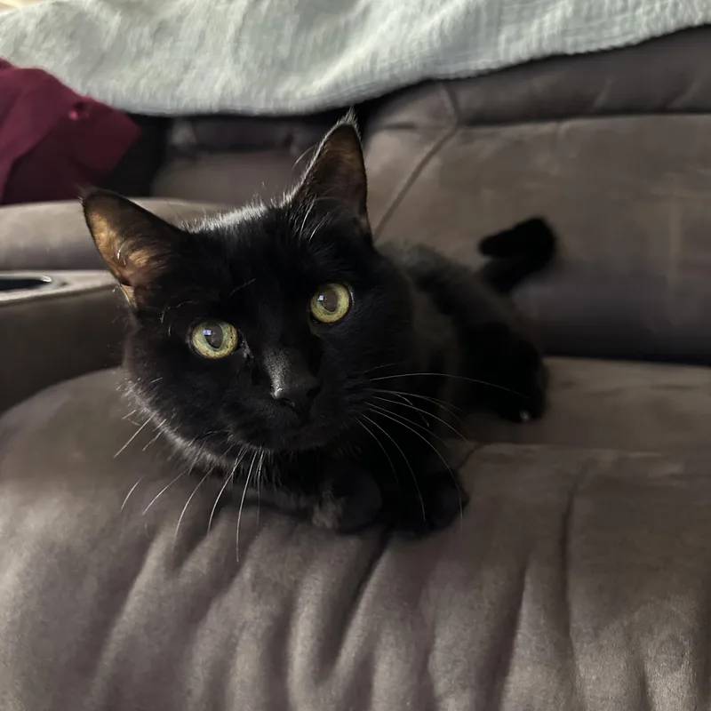 A senior medium-sized male Domestic Short Hair cat named Buddy Courtesy Listed for adoption in Midland, MI