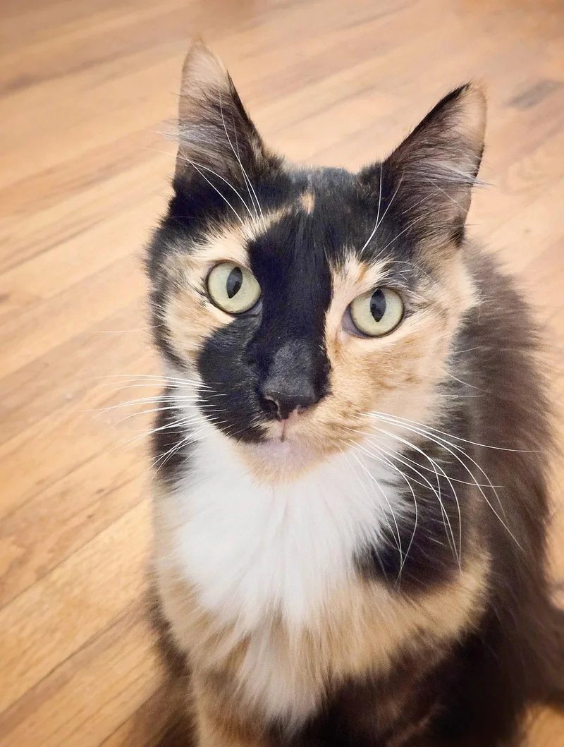 A senior small-sized female Domestic Long Hair cat named St Lucia for adoption in Pittsburg, CA