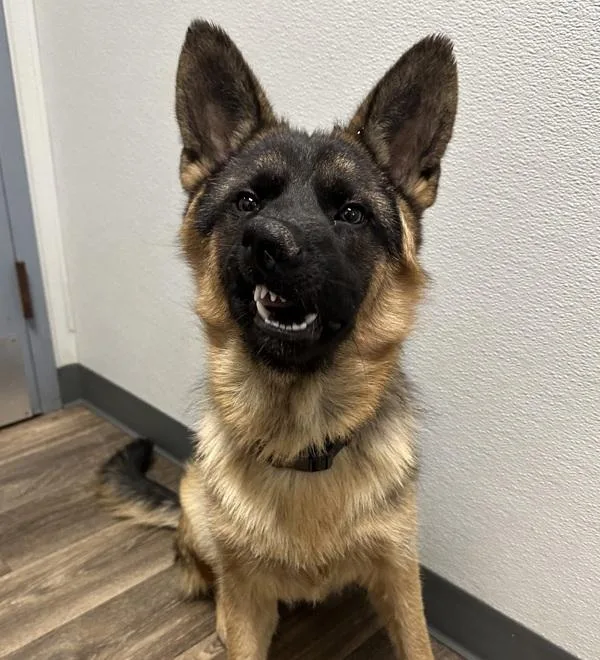 A young medium-sized male German Shepherd Dog dog named Merry for adoption in San Diego, CA