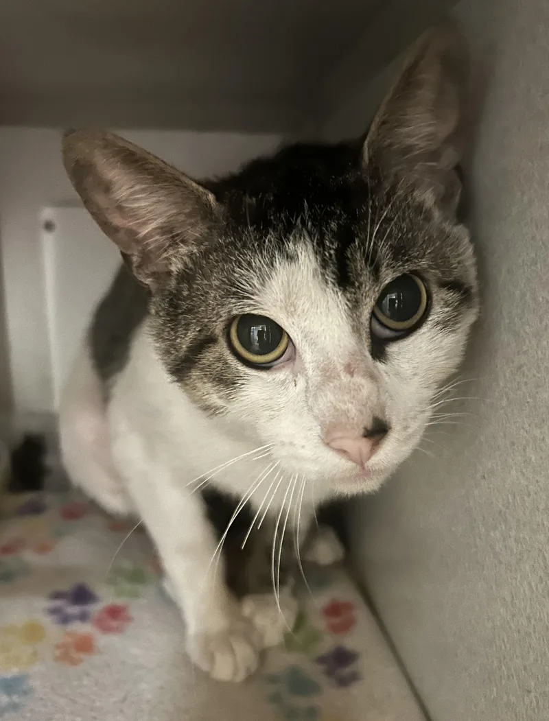 An adult medium-sized male Tabby (Gray / Blue / Silver) Domestic Short Hair cat named Mojave for adoption in Mason City, IA