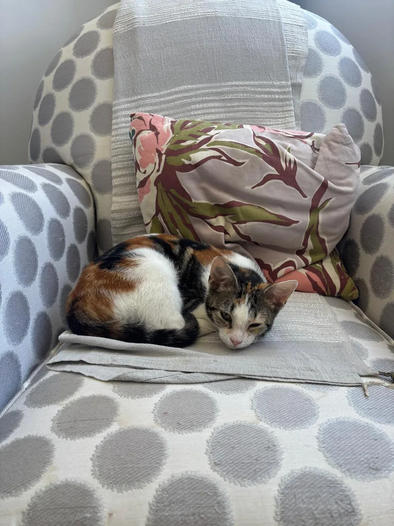 A baby medium-sized female Calico Domestic Short Hair cat named Lolli for adoption in Miami Beach, FL