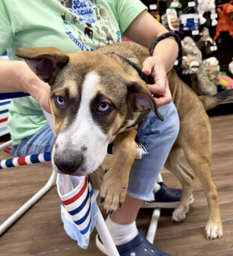 A baby medium-sized male Tricolor (Brown, Black, & White) German Shepherd Dog dog named Whitecap for adoption in Alvin, TX