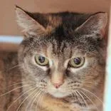 An adult medium-sized female Torbie Domestic Short Hair cat named Phoebe for adoption in Hilliard, OH