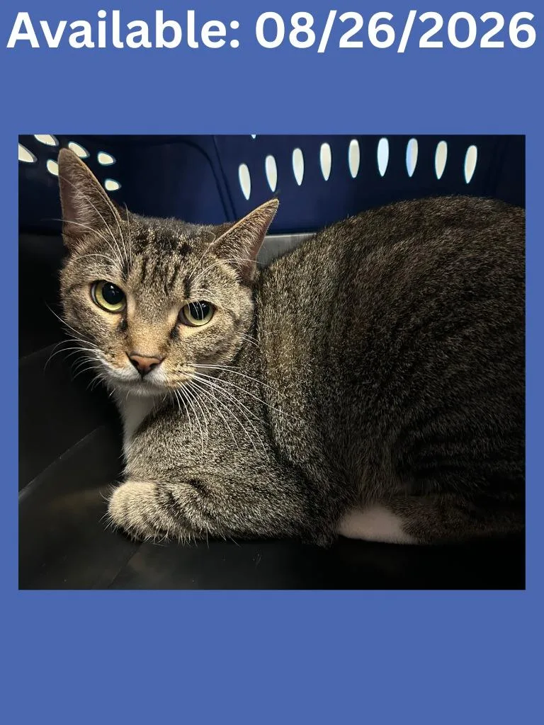 A young large-sized male Domestic Short Hair cat named Cat Condo Nevine for adoption in Greenville, TX