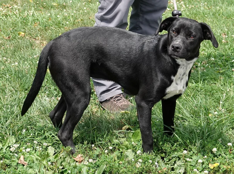 A young medium-sized female Labrador Retriever dog named Moana for adoption in Millfield, OH