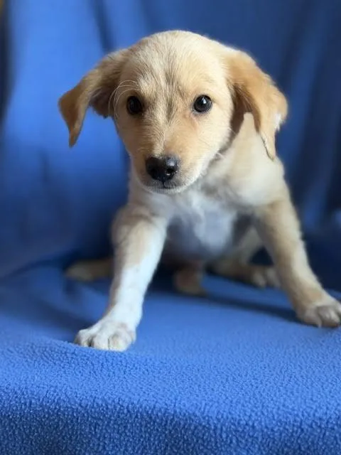 A baby medium-sized male Labrador Retriever dog named Huckleberry for adoption in Monticello, MN