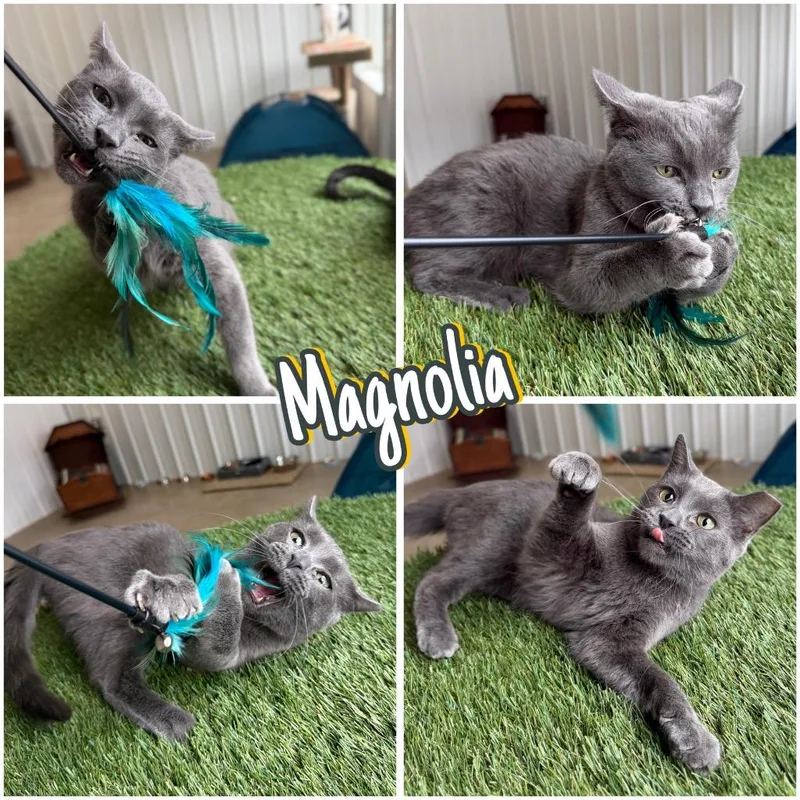 Magnolia thumbnail 6