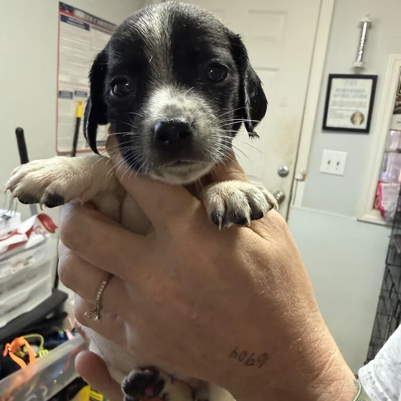 A baby medium-sized female Mixed Breed dog named Devil's Food for adoption in Columbia, SC