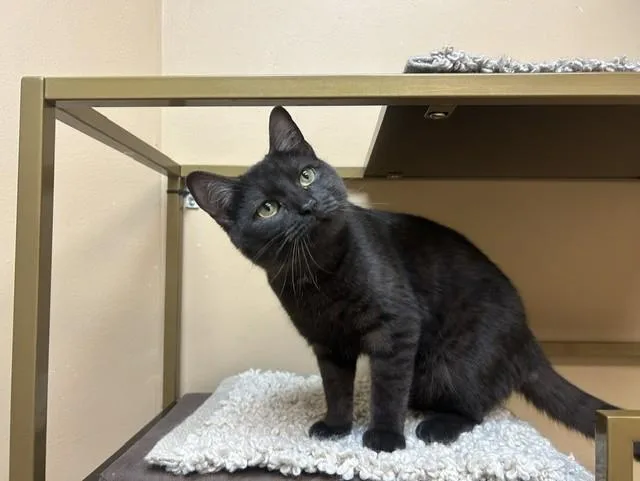 A young medium-sized male Black Domestic Short Hair cat named Marley for adoption in Chicago, IL